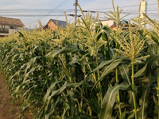 トウモロコシの栽培